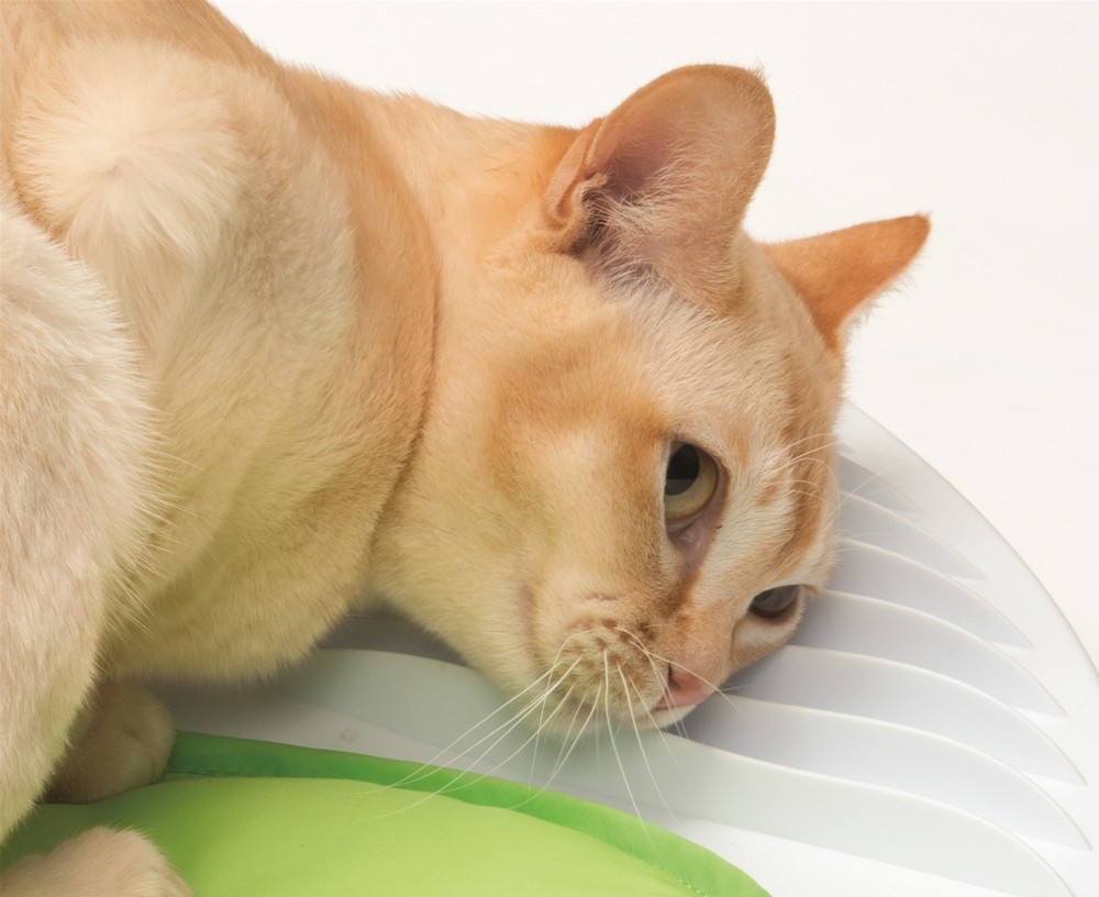 Игрушка-массажер для кошек Hagen Catit Senses 2.0 Welness Center 50x46x15 см Белая с серым (20 г) Игрушка-массажер для кошек Hagen Catit Senses 2.0 Welness Center 50x46x15 см Белая с серым (20 г)