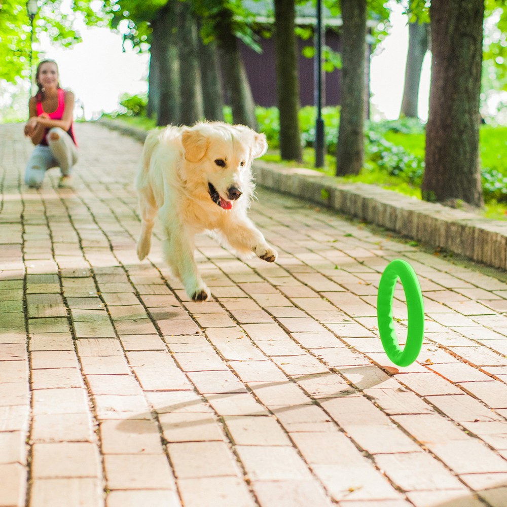 PitchDog Игровое кольцо для аппортировки D20 см зеленое PitchDog Игровое кольцо для аппортировки D20 см зеленое