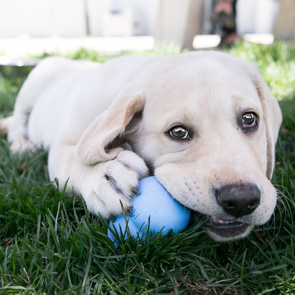 KONG Puppy игрушка для щенков классик M 8х5 см средняя цвета в ассортименте: розовый, голубой KONG Puppy игрушка для щенков классик M 8х5 см средняя цвета в ассортименте: розовый, голубой